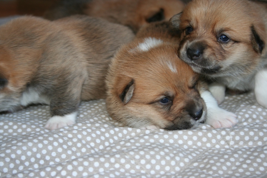Puppies